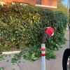 04-09-2019 Обрезка дикого винограда на заборе ограждения придомовой территории.