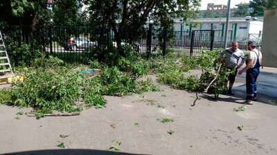 Образка деревьев