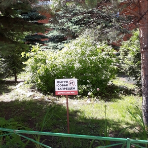 22-06-2020  На придомовой территории, у фонтана, зацвел куст розы. Розовый куст является старейшим жителем нашей территории. Запах розы очень активный в вечернее время.