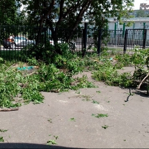 17-06-2020 Обрезка деревьев на придомовой территории, которые мешают жителям. При ветре ветки деревьев стучат по окнам.