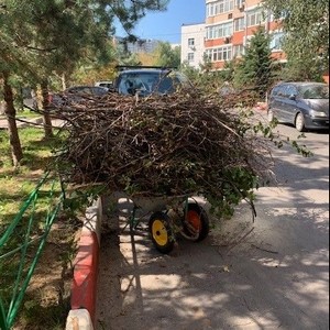 20-08-2019 Уборка сухих сучьев на придомовой территории.